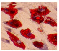 Mesenchymal Adipogenesis Kit Scr0